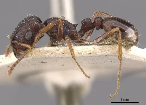 Tetramorium signatum specimen CASENT0909157 image casent0909157_3