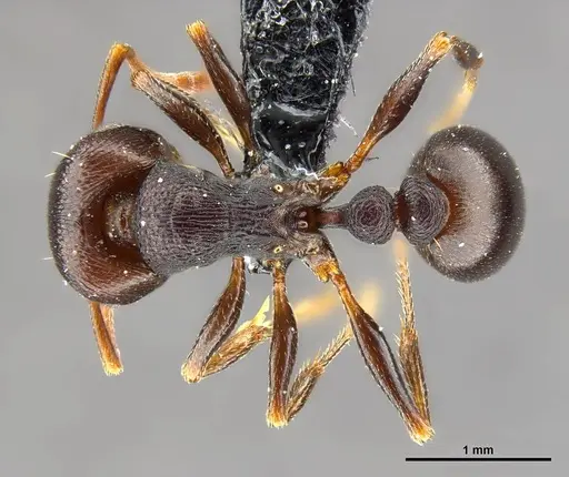 Tetramorium signatum specimen SAM-HYM-C020573 image sam-hym-c020573_1