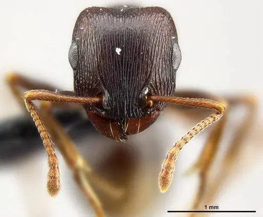 Tetramorium signatum specimen SAM-HYM-C020573 image sam-hym-c020573_2
