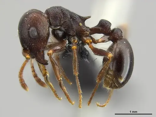 Tetramorium signatum specimen SAM-HYM-C020573 image sam-hym-c020573_3