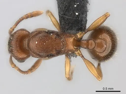 Tetramorium sikorae specimen CASENT0050433 image casent0050433_1
