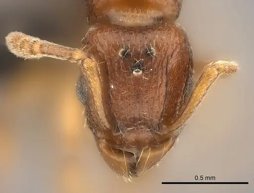 Tetramorium sikorae specimen CASENT0050433 image casent0050433_2