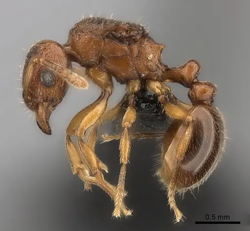 Tetramorium sikorae specimen CASENT0050433 image casent0050433_3