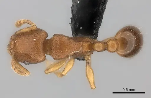 Tetramorium sikorae specimen CASENT0051946 image casent0051946_1