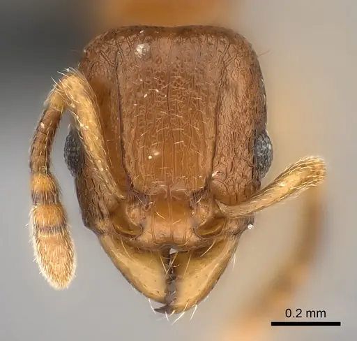 Tetramorium sikorae specimen CASENT0051946 image casent0051946_2