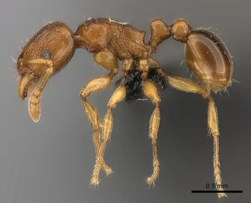 Tetramorium sikorae specimen CASENT0051946 image casent0051946_3