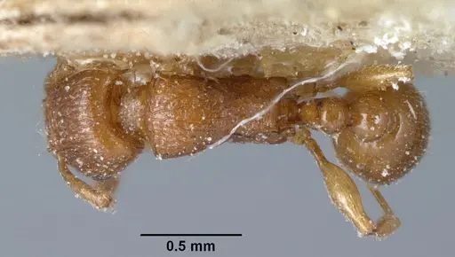 Tetramorium sikorae specimen CASENT0101139 image casent0101139_1