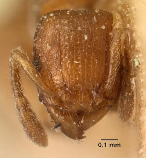 Tetramorium sikorae specimen CASENT0101139 image casent0101139_2