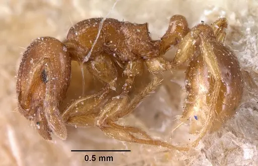 Tetramorium sikorae specimen CASENT0101139 image casent0101139_3