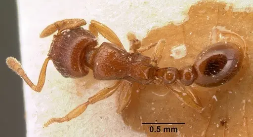 Tetramorium sikorae specimen CASENT0101140 image casent0101140_1