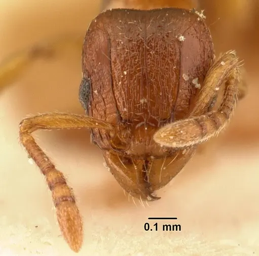 Tetramorium sikorae specimen CASENT0101140 image casent0101140_2