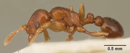 Tetramorium sikorae specimen CASENT0101140 image casent0101140_3