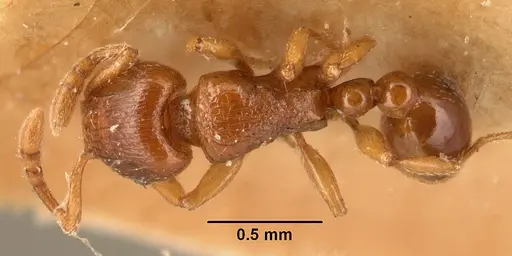 Tetramorium sikorae specimen CASENT0101141 image casent0101141_1