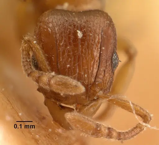 Tetramorium sikorae specimen CASENT0101141 image casent0101141_2