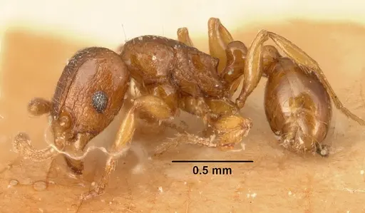 Tetramorium sikorae specimen CASENT0101141 image casent0101141_3