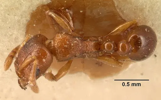 Tetramorium sikorae specimen CASENT0101142 image casent0101142_1