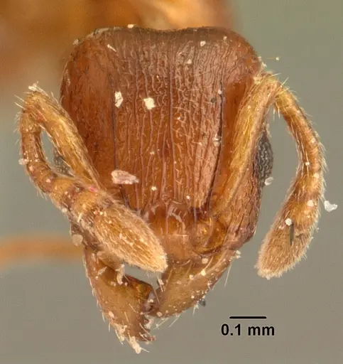Tetramorium sikorae specimen CASENT0101142 image casent0101142_2