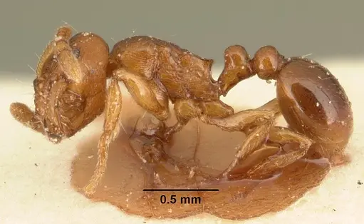 Tetramorium sikorae specimen CASENT0101142 image casent0101142_3