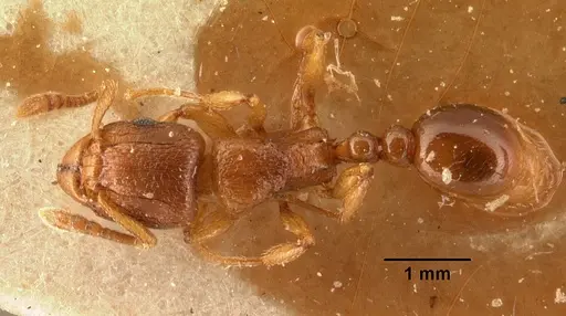 Tetramorium sikorae specimen CASENT0101143 image casent0101143_1