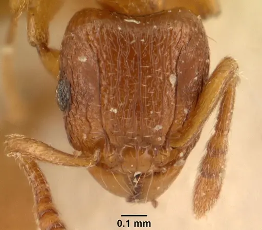 Tetramorium sikorae specimen CASENT0101143 image casent0101143_2