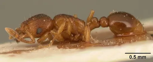 Tetramorium sikorae specimen CASENT0101143 image casent0101143_3