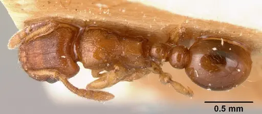 Tetramorium sikorae specimen CASENT0101144 image casent0101144_1