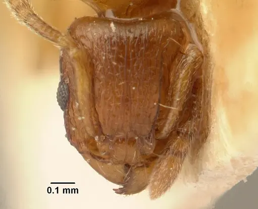 Tetramorium sikorae specimen CASENT0101144 image casent0101144_2