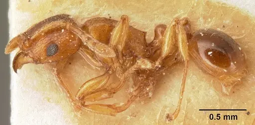 Tetramorium sikorae specimen CASENT0101144 image casent0101144_3