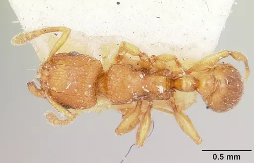 Tetramorium sikorae specimen CASENT0101259 image casent0101259_1