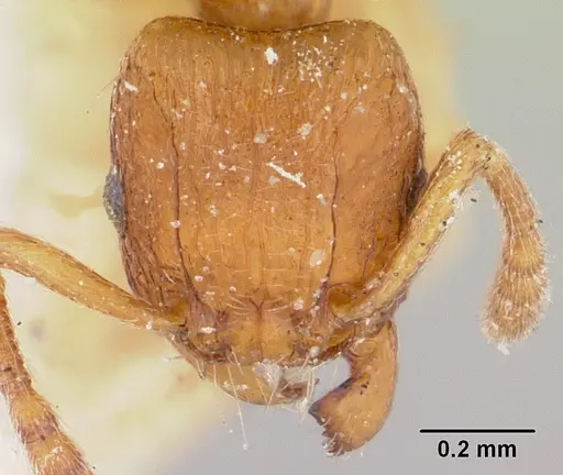 Tetramorium sikorae specimen CASENT0101259 image casent0101259_2