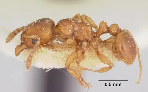 Tetramorium sikorae specimen CASENT0101259 image casent0101259_3