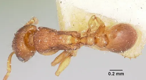 Tetramorium sikorae specimen CASENT0101260 image casent0101260_1