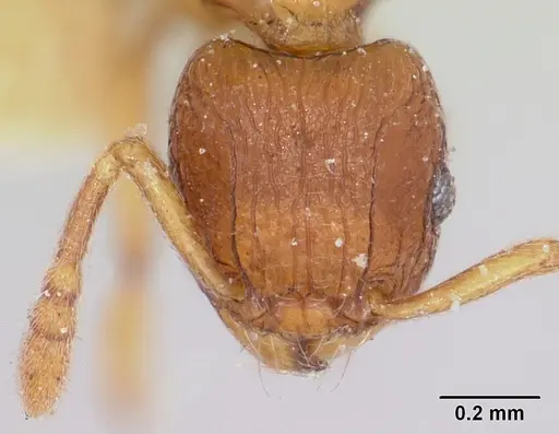 Tetramorium sikorae specimen CASENT0101260 image casent0101260_2