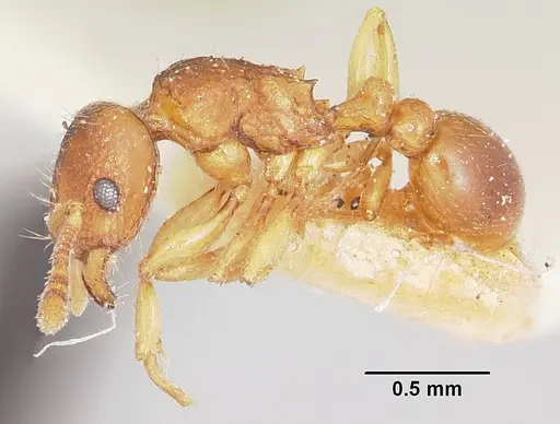 Tetramorium sikorae specimen CASENT0101260 image casent0101260_3