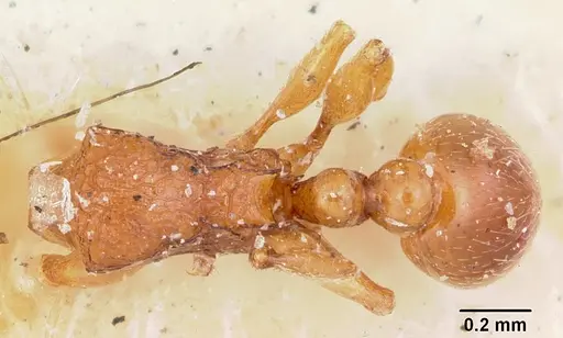 Tetramorium sikorae specimen CASENT0101898 image casent0101898_1