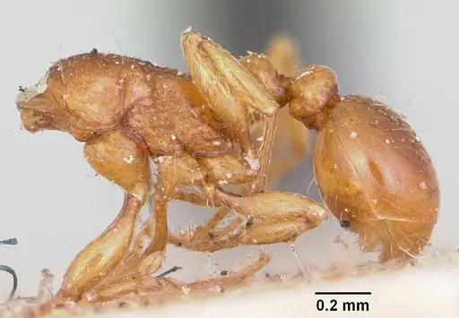 Tetramorium sikorae specimen CASENT0101898 image casent0101898_2
