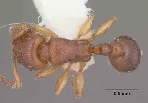 Tetramorium sikorae specimen CASENT0102402 image casent0102402_1