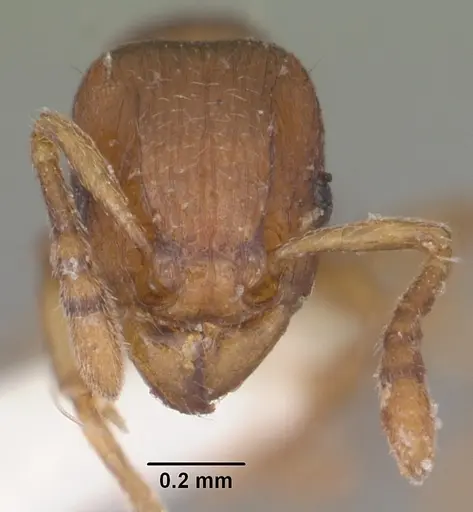 Tetramorium sikorae specimen CASENT0102402 image casent0102402_2