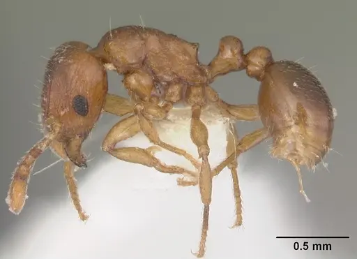 Tetramorium sikorae specimen CASENT0102402 image casent0102402_3