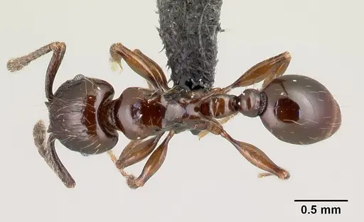 Tetramorium silvicola specimen CASENT0042828 image casent0042828_1