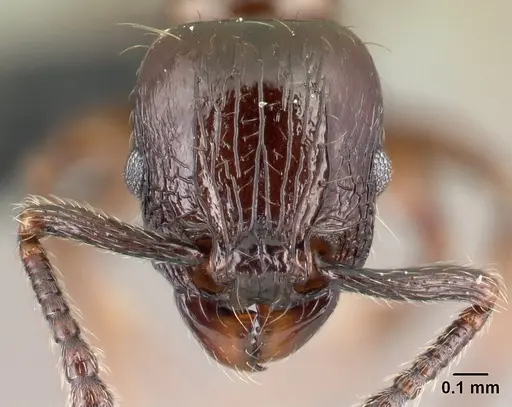 Tetramorium silvicola specimen CASENT0042828 image casent0042828_2