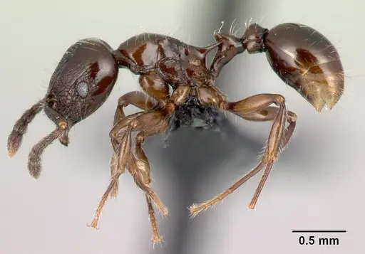 Tetramorium silvicola specimen CASENT0042828 image casent0042828_3
