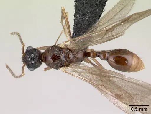 Tetramorium silvicola specimen CASENT0494732 image casent0494732_1
