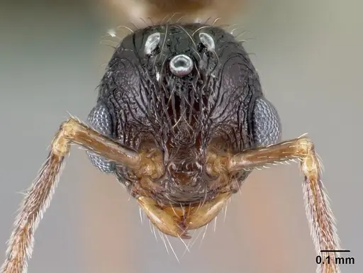 Tetramorium silvicola specimen CASENT0494732 image casent0494732_2