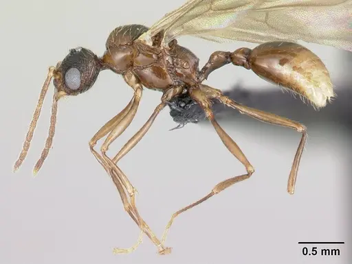 Tetramorium silvicola specimen CASENT0494732 image casent0494732_3