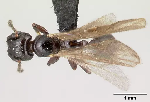 Tetramorium silvicola specimen CASENT0499729 image casent0499729_1