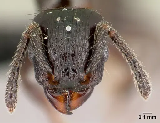 Tetramorium silvicola specimen CASENT0499729 image casent0499729_2
