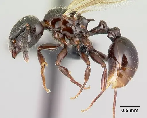 Tetramorium silvicola specimen CASENT0499729 image casent0499729_3