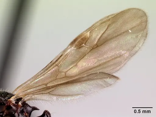 Tetramorium silvicola specimen CASENT0499729 image casent0499729_4
