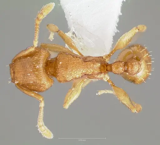 Tetramorium simillimum specimen CASENT0005830 image casent0005830_1